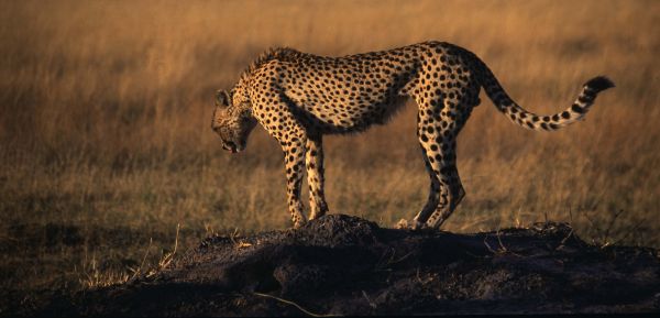 Picking up a scent,Cheetah,Botswana.